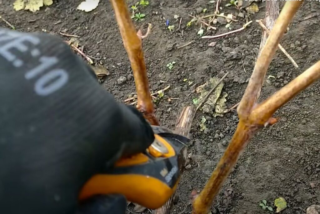 Простые советы по уходу за здоровьем сердца: как снизить давление