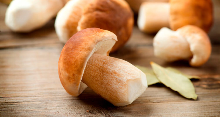 Лесные грибы: риски для здоровья и профилактика отравлений