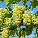 Удобрение для винограда: как повысить урожайность и здоровье лозы