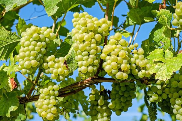 Удобрение для винограда: как повысить урожайность и здоровье лозы