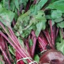 Когда пора собирать урожай свеклы: советы для здоровья и давления