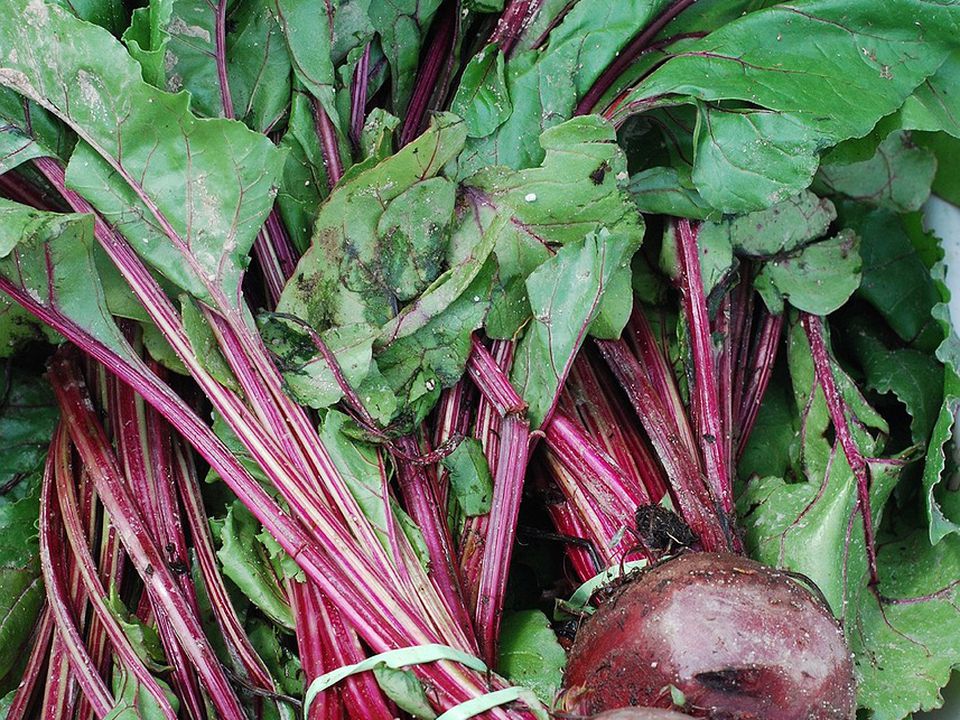 Когда пора собирать урожай свеклы: советы для здоровья и давления