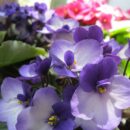 5 ошибок в уходе за фиалками, которые могут навредить растениям