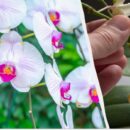 Орхидея сбрасывает бутоны: почему это происходит и как спасти цветок