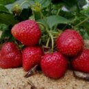 4 грядки для клубники: как вырастить богатый урожай при гипертонии
