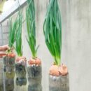 Пластиковые бутылки для здоровья: как вырастить зеленую цибулю и улучшить самочувствие