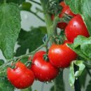 Народные рецепты для здоровья сердца и сосудов