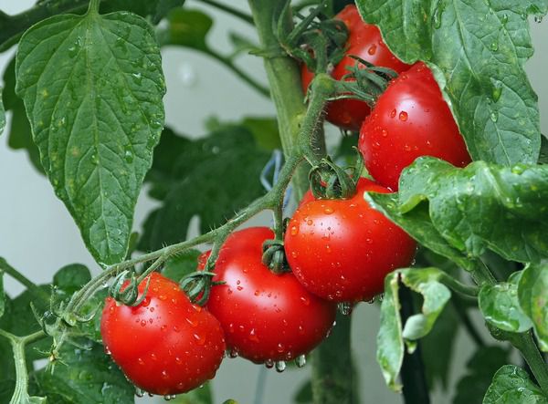 Народные рецепты для здоровья сердца и сосудов