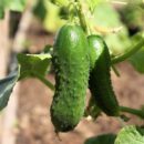 Уход за огурцами во время плодоношения: советы для обильного урожая