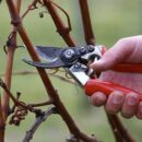 Как правильно формировать виноградные кусты для богатого урожая