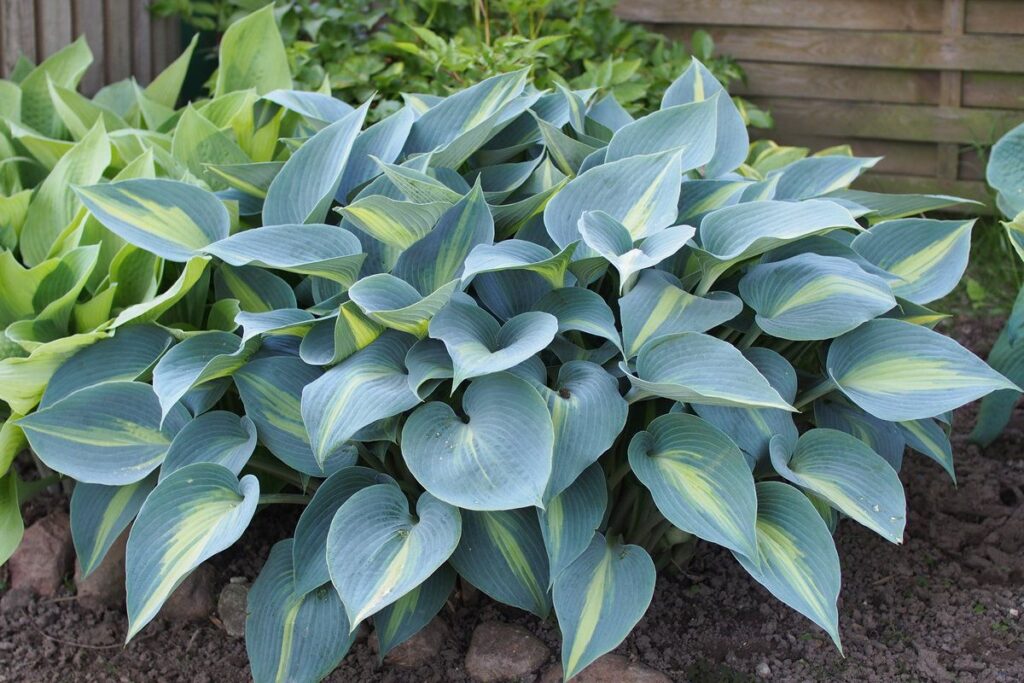 Сезонная подготовка: как защитить растения от холодов