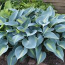 Сезонная подготовка: как защитить растения от холодов