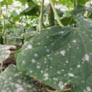 Борьба с болезнями огурцов: как распознать и устранить проблемы