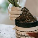 Ошибки в выборе горшка: как не погубить комнатные растения