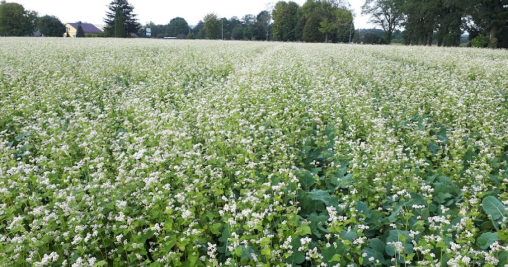 Натуральные удобрения для здоровья почвы: как избавиться от сорняков без химии