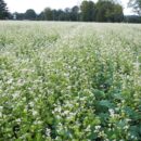 Натуральные удобрения для здоровья почвы: как избавиться от сорняков без химии