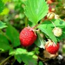 Почему ваши ягоды мельчают: 6 ошибок, которые портят урожай