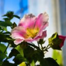 Как поддерживать здоровье сердца: советы для долгой и активной жизни