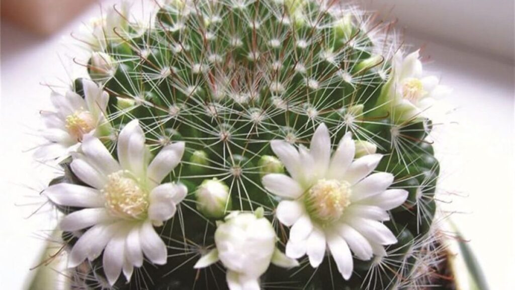 Народные приметы и домашние растения: что нужно знать