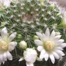 Народные приметы и домашние растения: что нужно знать