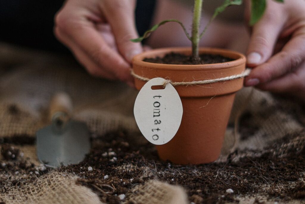 Подкормка рассады: натуральные удобрения для здорового роста