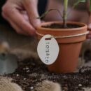 Подкормка рассады: натуральные удобрения для здорового роста