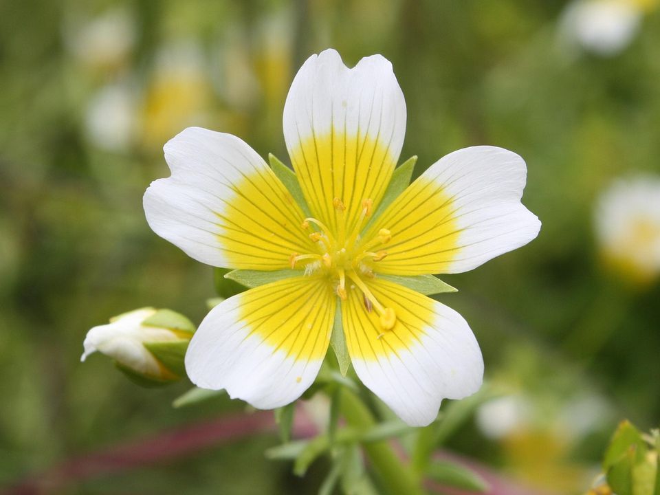 Лимнантес в саду: как вырастить и ухаживать за цветком, который поразит своей красотой