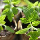 3 важных дела до посева семян на рассаду для здоровья вашего сердца