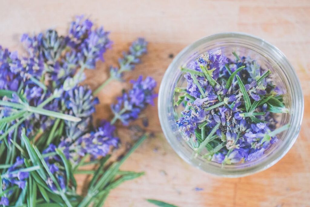 Как шалфей влияет на давление: посадка и уход