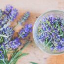 Как шалфей влияет на давление: посадка и уход