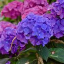 Цветение гортензий: как продлить и добиться повторного цветения