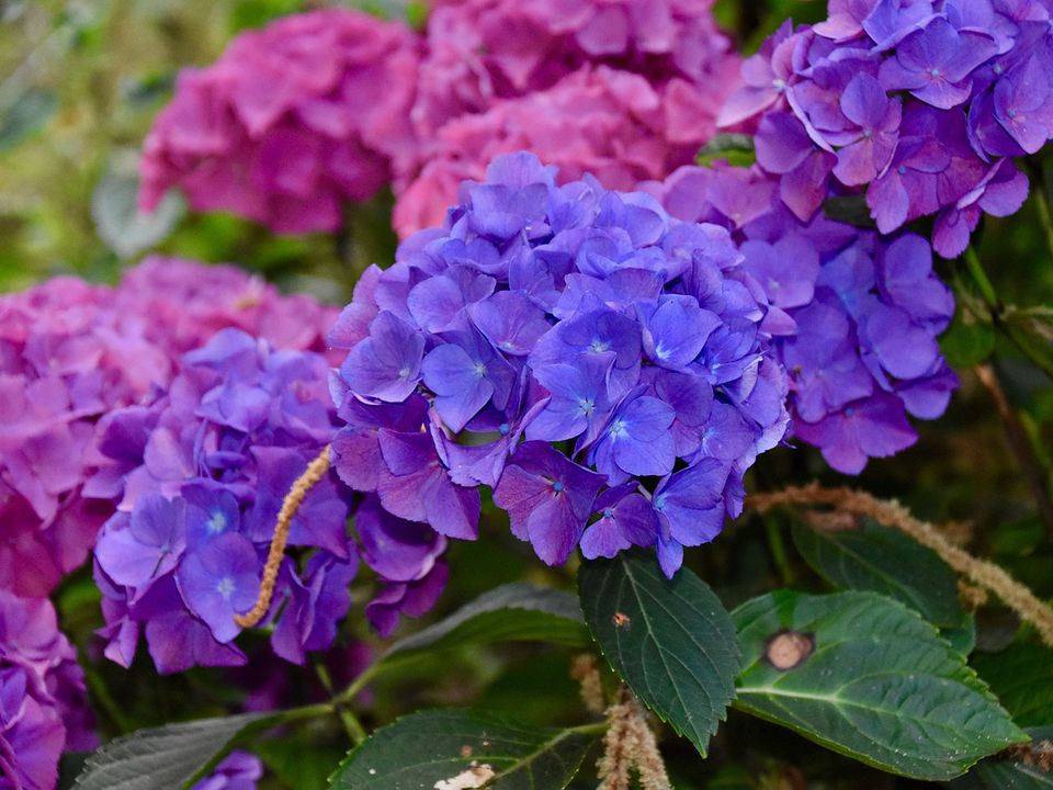 Цветение гортензий: как продлить и добиться повторного цветения