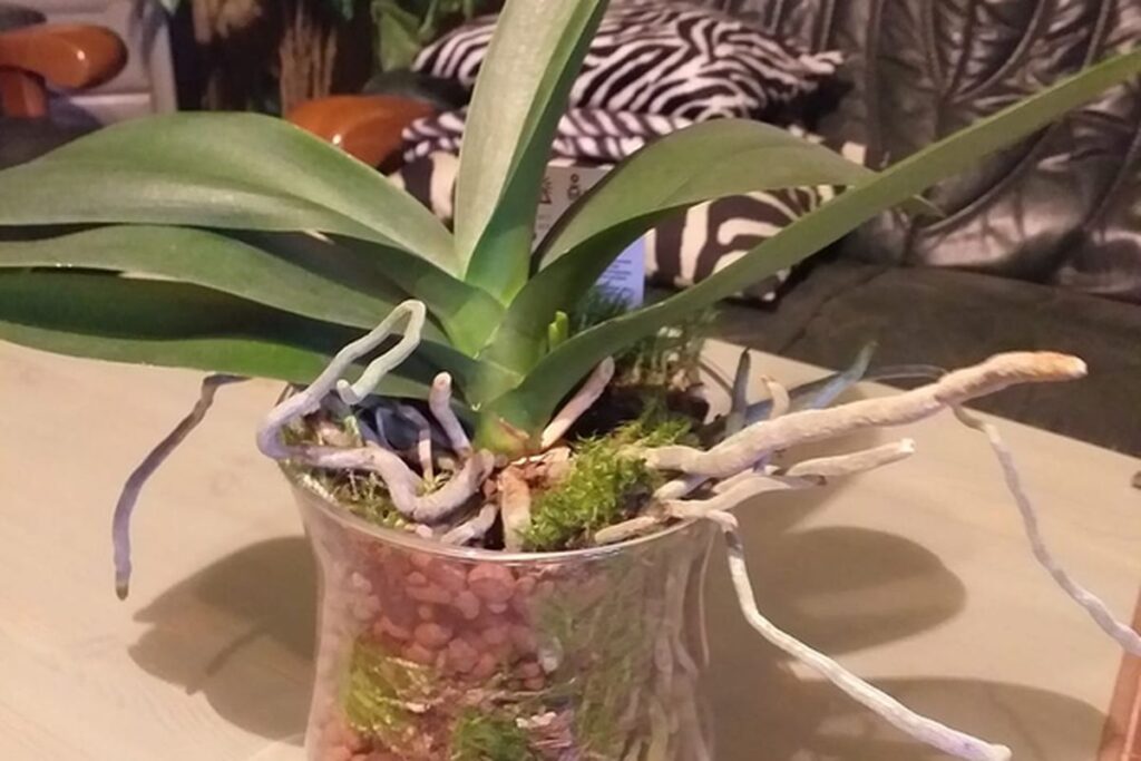 Выбор субстрата для орхидей: кора или керамзит для здоровья ваших растений