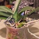 Выбор субстрата для орхидей: кора или керамзит для здоровья ваших растений