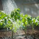 Как вырастить богатый урожай томатов: советы для здоровья и дачи