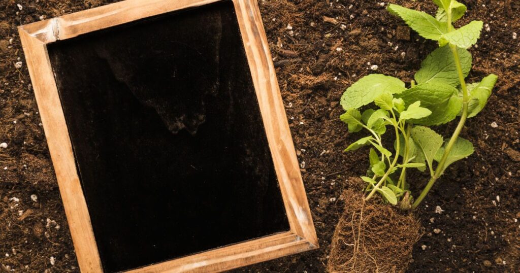 Здоровье растений: секреты идеального грунта для вашего сада