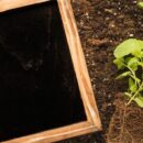 Здоровье растений: секреты идеального грунта для вашего сада