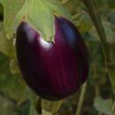 Полив баклажанов: типичные ошибки и как их избежать для хорошего урожая