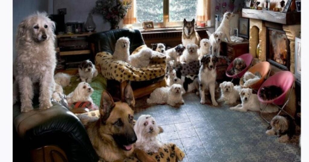 Лучшие породы собак для жизни в квартире: советы для владельцев