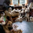 Лучшие породы собак для жизни в квартире: советы для владельцев