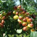 Китайский финик (зизифус): польза для сердца и советы по выращиванию