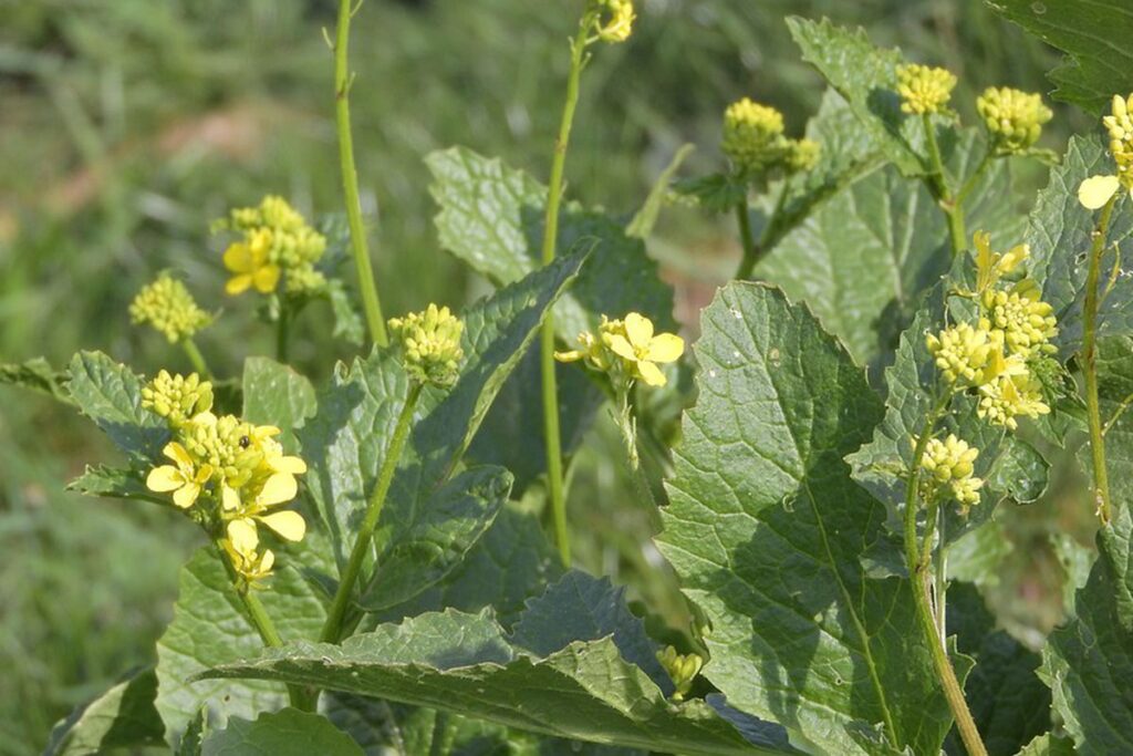Как и зачем использовать сидераты для здоровья вашего огорода