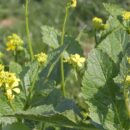 Как и зачем использовать сидераты для здоровья вашего огорода