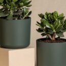 Зимний уход за растениями: как укрепить и стимулировать цветение