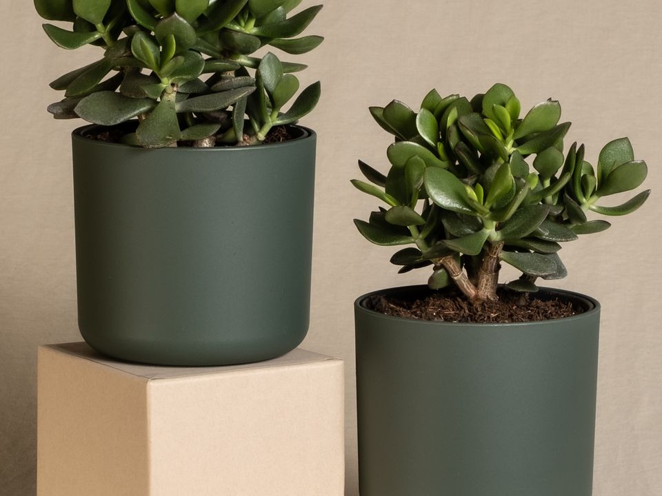 Зимний уход за растениями: как укрепить и стимулировать цветение