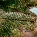 Народные средства для здоровья: как натуральные удобрения влияют на организм