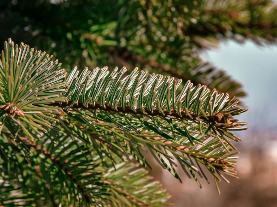 Народные средства для здоровья: как натуральные удобрения влияют на организм