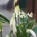 Уход за спатифиллумом: как спасти вянущее растение и вернуть ему жизнь