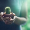 Как ухаживать за растениями и где их размещать: полезные советы