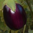 Как вырастить овощи в теплице: полезные советы для здоровья